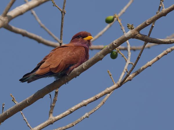 <h3><a href="/trips/gambia/biota/animalia/chordata/aves/037 coraciiformes/001 coraciidae/eurystomus glaucurus/eurystomus glaucurus-nl.html">Eurystomus&nbsp;glaucurus</a> / Broad‑billed&nbsp;roller / Breedbekscharrelaar</h3>OM-1 Mark II met OLYMPUS M.150-400mm F4.5, 1/2000 sec  bij F4.5, ISO 250, afstand 24.4&nbsp;m